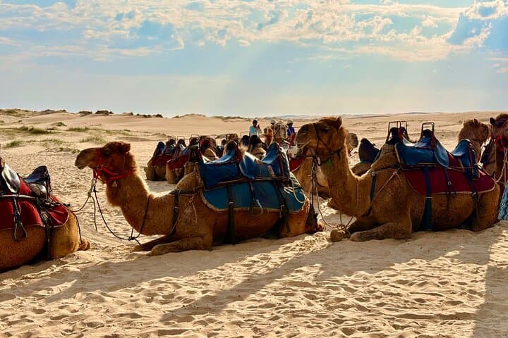 Anna Bay & Nelson Bay Day Tour: Stockton Dunes, Sandboarding and Dolphin Cruise photo 4