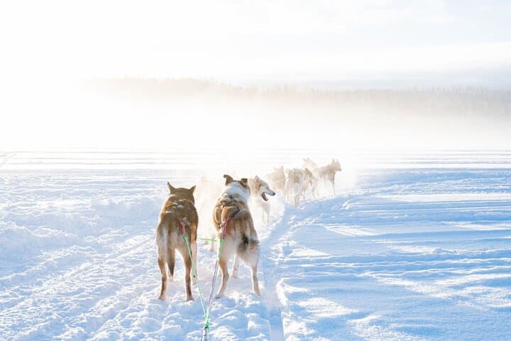 Rovaniemi Husky Sled Ride with Professional Photographer
