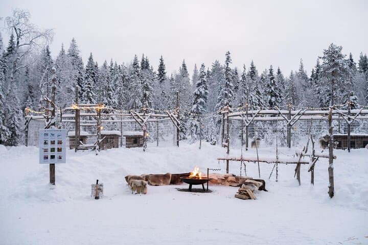 Rovaniemi Husky Sled Ride with Professional Photographer photo 3