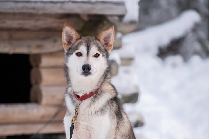 Rovaniemi Husky Sled Ride with Professional Photographer photo 5