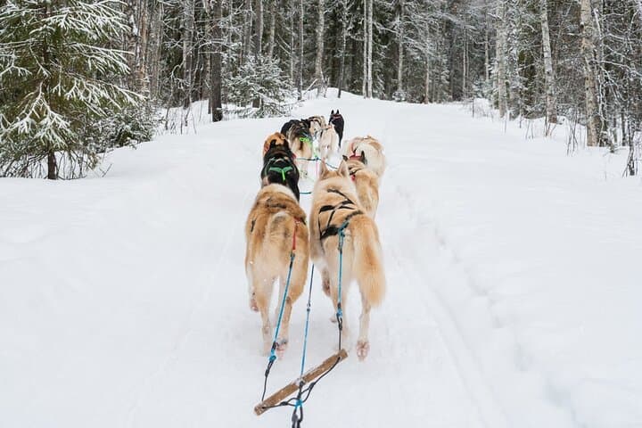 Rovaniemi Husky Sled Ride with Professional Photographer photo 4