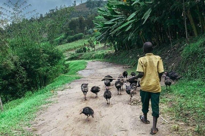 3-Day Congo Nile Trail Hike — Lake Kivu Coffee-Farm Trek photo 6