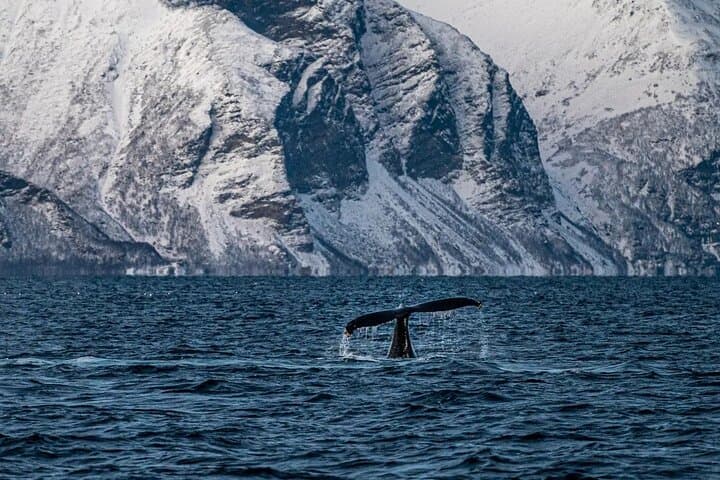 Tromsø Winter Whale Watching Cruise aboard MS Alba photo 5