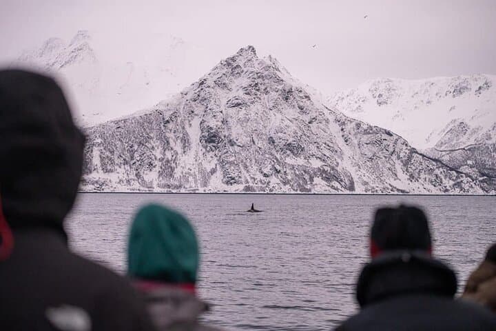Tromsø Winter Whale Watching Cruise aboard MS Alba photo 6