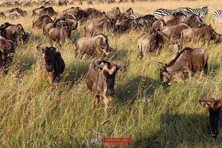 Three-Day Budget Safari in Masai Mara: 4x4 Game Drives, Camps & Migration Highlights photo 3