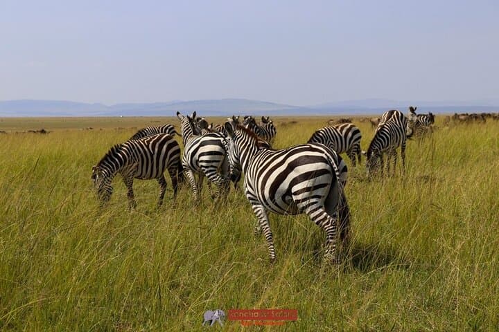 Three-Day Budget Safari in Masai Mara: 4x4 Game Drives, Camps & Migration Highlights photo 4