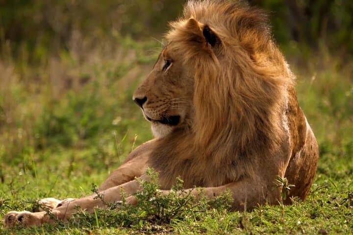 Three-Day Budget Safari in Masai Mara: 4x4 Game Drives, Camps & Migration Highlights photo 1