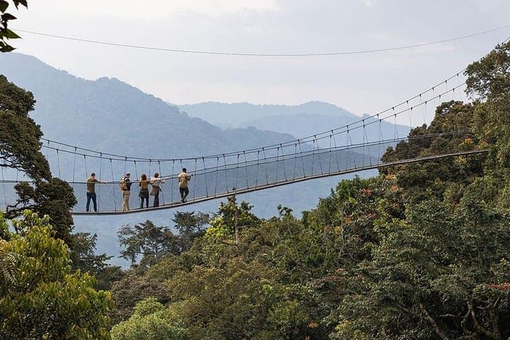 2-Day Chimpanzee Trekking and Canopy Walk in Nyungwe National Park, Rwanda photo 4