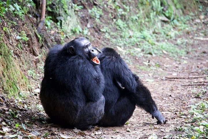 2-Day Chimpanzee Trekking and Canopy Walk in Nyungwe National Park, Rwanda photo 3