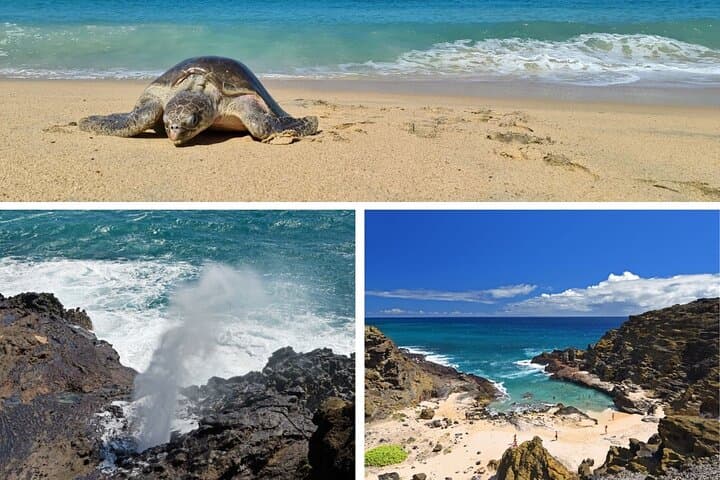Circle Island: Full-Day Oahu Tour to Waimea Falls, Turtle Beach & Byodo-In Temple
