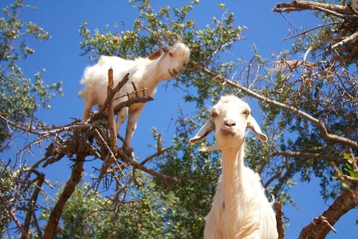 Agadir Tree-Climbing Goats: See Argan Trees & Local Goat Herds photo 3