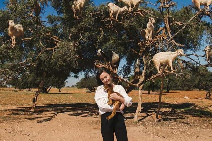 Agadir Tree-Climbing Goats: Argan Grove Wildlife Viewing Near Agadir photo 3