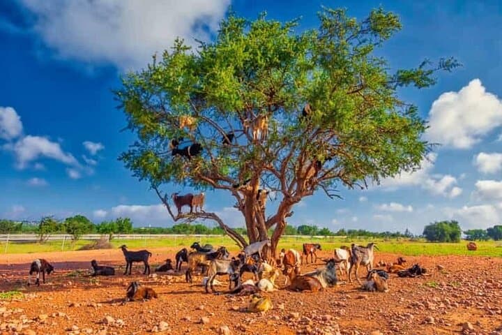 Agadir Tree-Climbing Goats: Argan Grove Wildlife Viewing Near Agadir photo 2