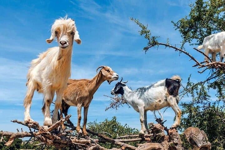 Agadir Tree-Climbing Goats: Argan Grove Wildlife Viewing Near Agadir