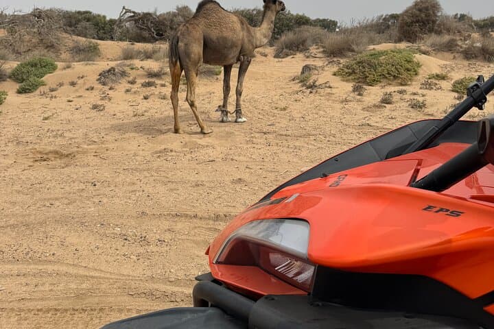 Essaouira Coastal Buggy Adventure: 2‑Hour Dunes, Beaches & Argan Forests photo 6