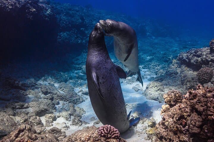 Two-Tank Wreck and Drift Dive in Oahu's Maunalua Bay photo 2