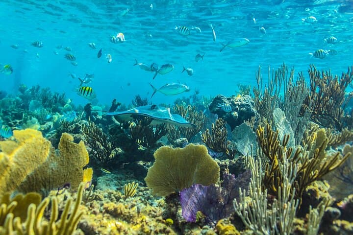 Luxury Catamaran Sailing and Guided Snorkel on the Riviera Maya Reef photo 3