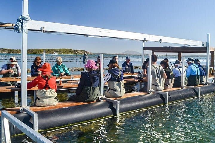 Coffin Bay Oyster Farm Wading Tour from Port Lincoln — Fresh Oyster Tasting & Shucking
