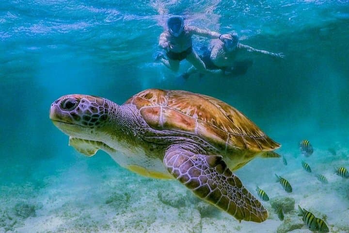 Tulum Turtle Snorkeling & Beach Day Tour: Akumal, Cenote Swim and Tulum Ruins photo 2