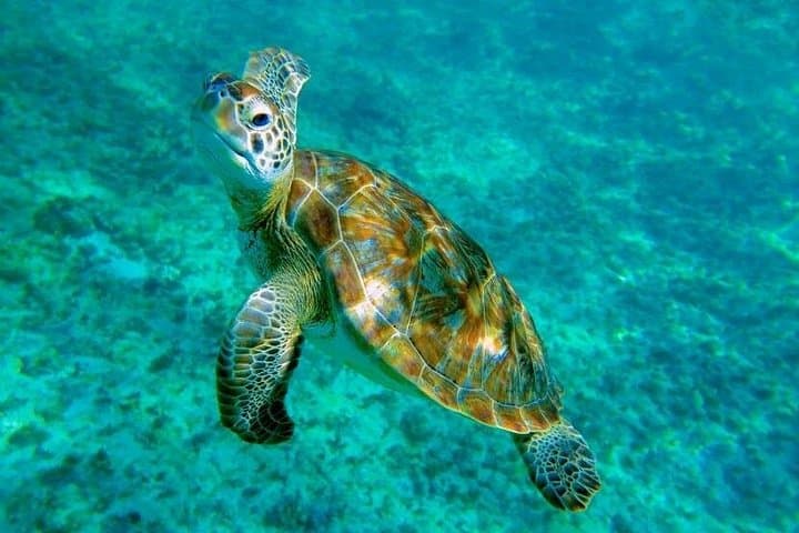 Tulum Turtle Snorkeling & Beach Day Tour: Akumal, Cenote Swim and Tulum Ruins photo 5