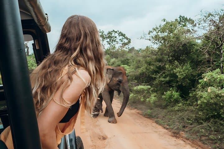 Budget Yala Safari: 1-Night Hostel Stay & Shared Jeep in Tissamaharama photo 3