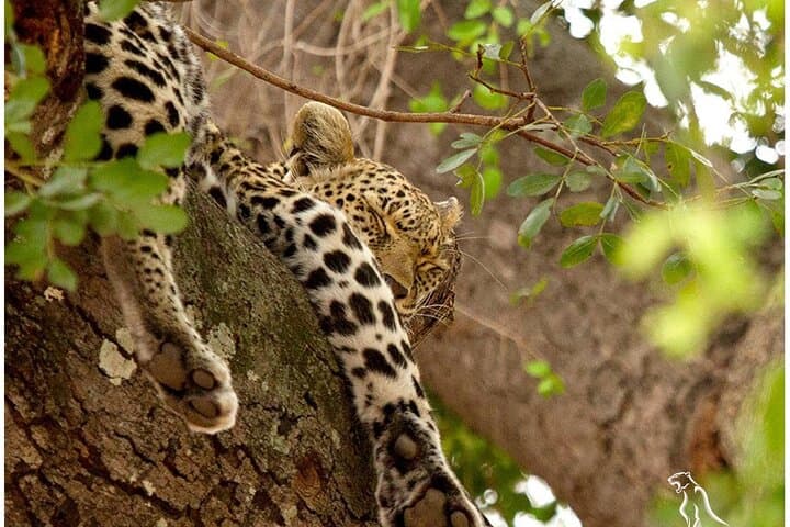 Budget Yala Safari: 1-Night Hostel Stay & Shared Jeep in Tissamaharama photo 4