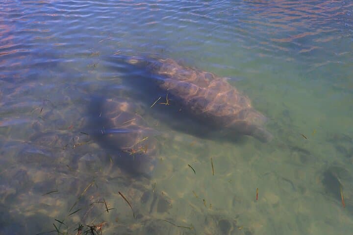 Crystal River Small Group Manatee Swim: Up-Close Wildlife Encounters & Shell Island Exploration photo 3