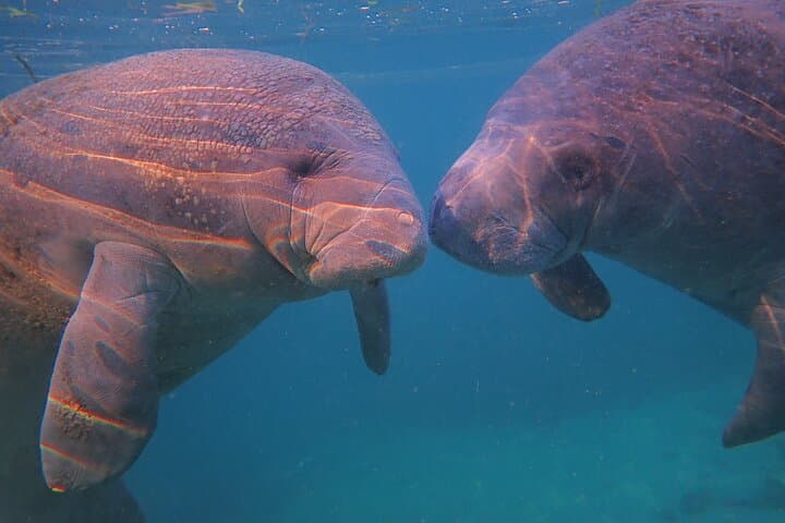 Crystal River Small Group Manatee Swim: Up-Close Wildlife Encounters & Shell Island Exploration photo 4