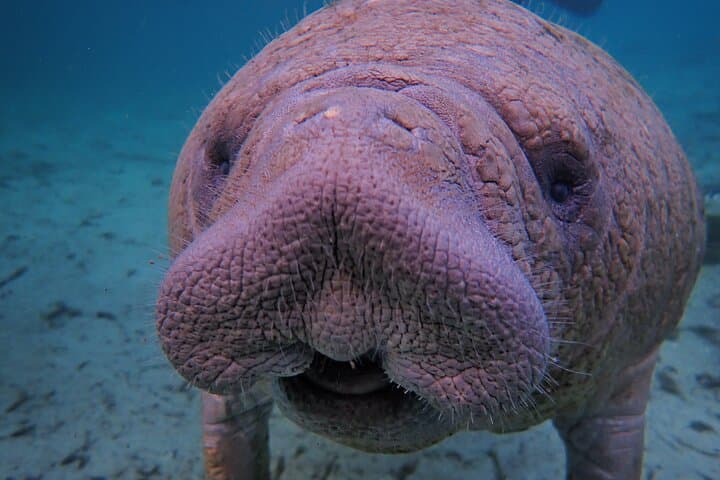Crystal River Small Group Manatee Swim: Up-Close Wildlife Encounters & Shell Island Exploration photo 5
