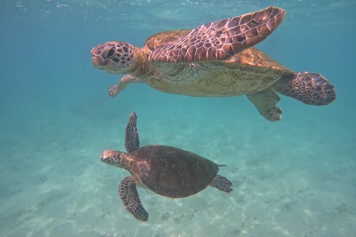Snorkel with Turtles in Mirissa — South Coast Snorkeling Adventure photo 6
