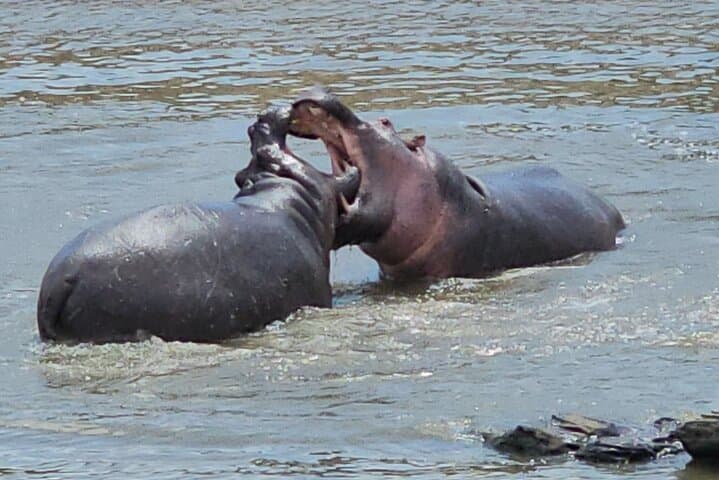 Cycling Hell's Gate & Lake Naivasha: Full-Day Bike, Boat and Crescent Island Walk from Nairobi
