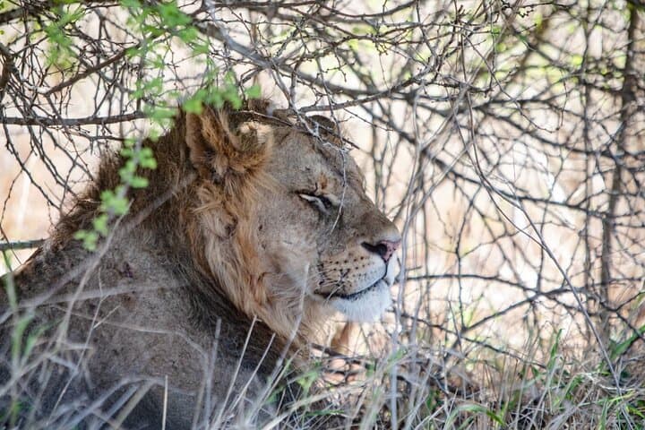 Tsavo East Private 3-Day Tour from Mombasa: Fort Jesus, Vipingo Ridge & Safari photo 5