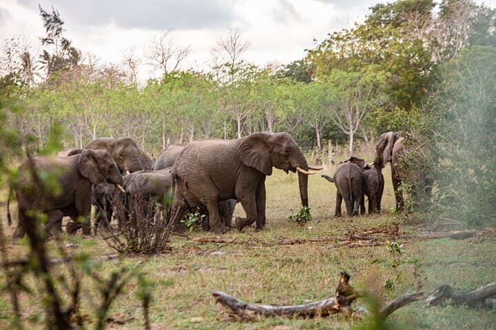 Coastal Forests and Big Game: 3-Day Diani Birding & Tsavo East Safari photo 3