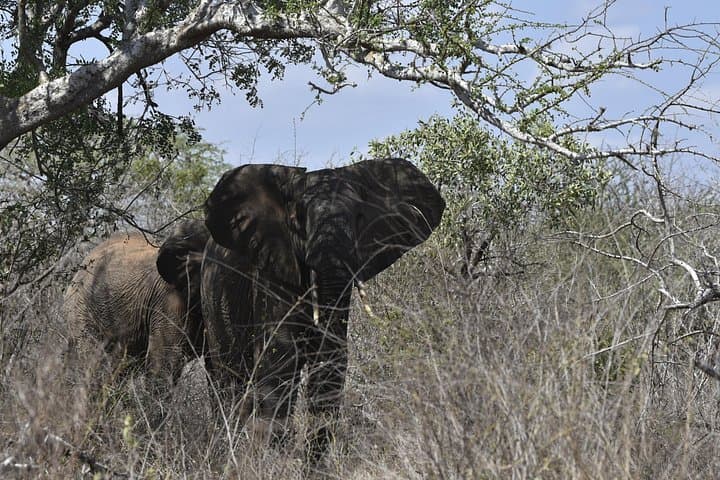 Coastal Forests and Big Game: 3-Day Diani Birding & Tsavo East Safari photo 4