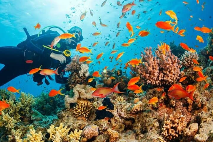 Full-Day Scuba Diving in Phu Quoc: Boat Trips to Coral Reefs & Island Dives
