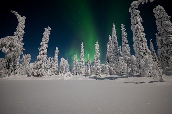 Northern Lights Hunting Expedition in Ranua, Lapland — Guided Aurora Safari photo 3