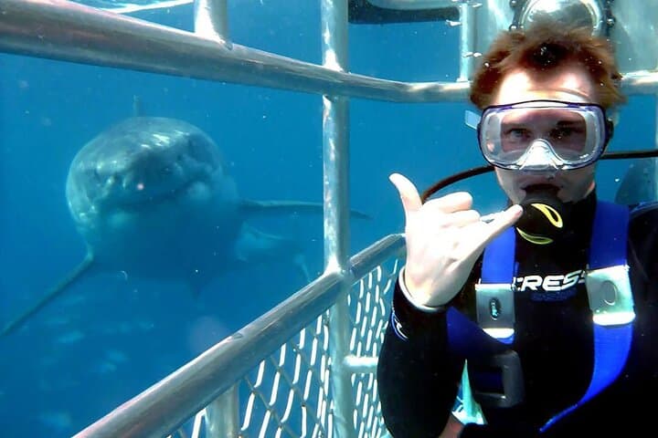 Shark Cage Diving Gansbaai from Cape Town — White Shark Cage Experience with Lunch & Transport
