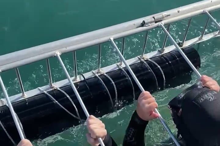 Shark Cage Diving Gansbaai from Cape Town — White Shark Cage Experience with Lunch & Transport photo 2