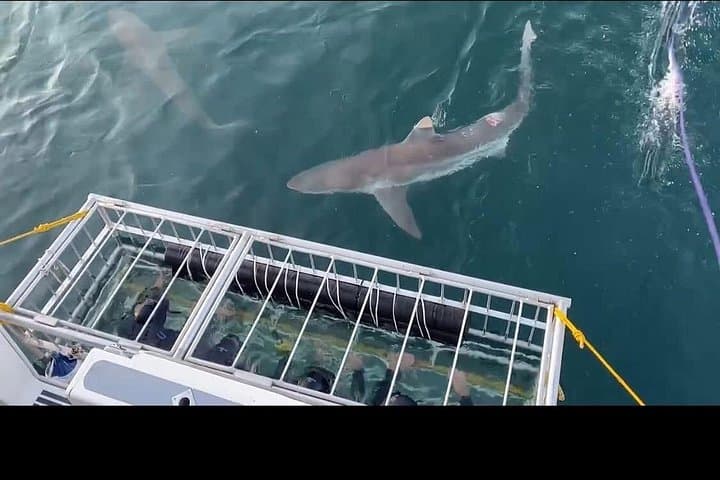 Shark Cage Diving Gansbaai from Cape Town — White Shark Cage Experience with Lunch & Transport photo 4