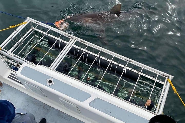 Shark Cage Diving Gansbaai from Cape Town — White Shark Cage Experience with Lunch & Transport photo 5