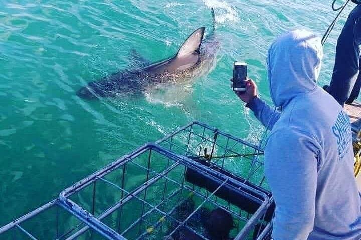 Shark Cage Diving Gansbaai from Cape Town — White Shark Cage Experience with Lunch & Transport photo 6