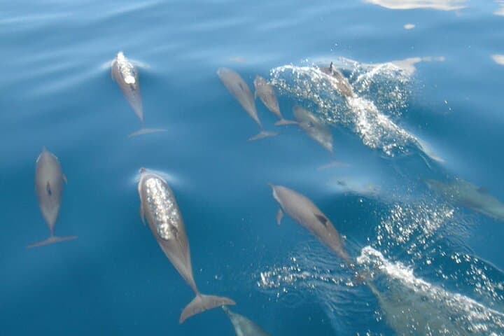 Maldives Dolphin Watching Tour and Island Cruise — Speedboat Excursion from Malé