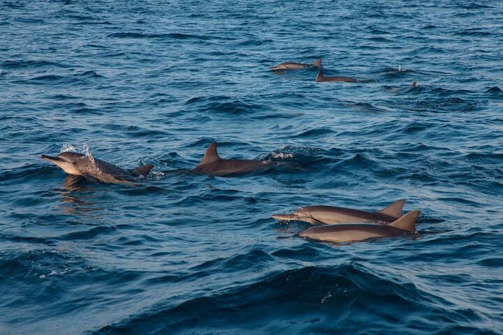 Maldives Dolphin Watching Tour and Island Cruise — Speedboat Excursion from Malé photo 2