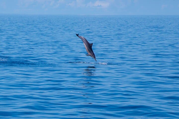 Maldives Dolphin Watching Tour and Island Cruise — Speedboat Excursion from Malé photo 3