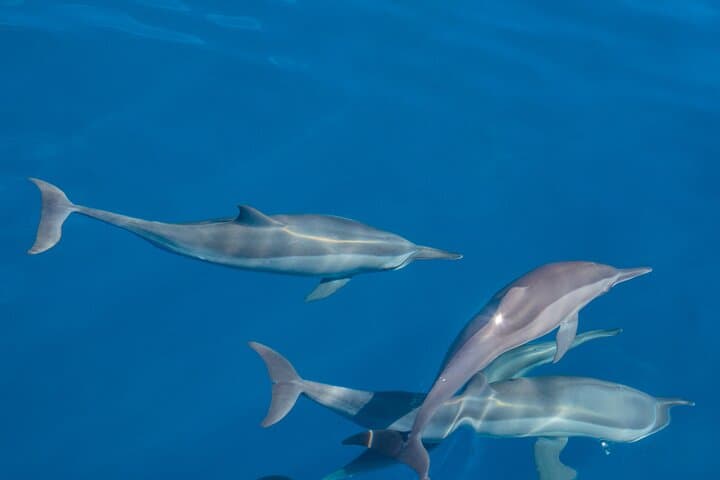 Maldives Dolphin Watching Tour and Island Cruise — Speedboat Excursion from Malé photo 4