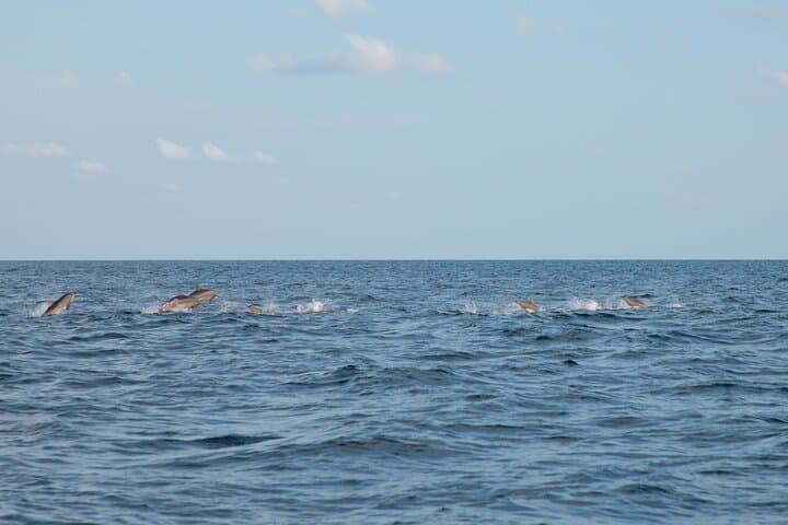 Maldives Dolphin Watching Tour and Island Cruise — Speedboat Excursion from Malé photo 6