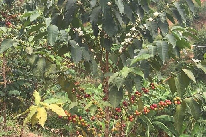 Kanyinya Village Tour: Coffee, Urwagwa & Rural Rwanda Experience photo 5