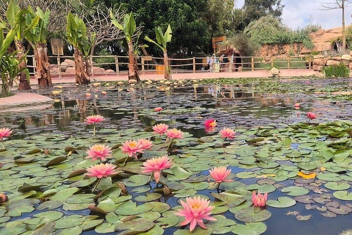 Crocoparc Agadir: Crocodile Park & Botanical Gardens Afternoon Tour photo 4