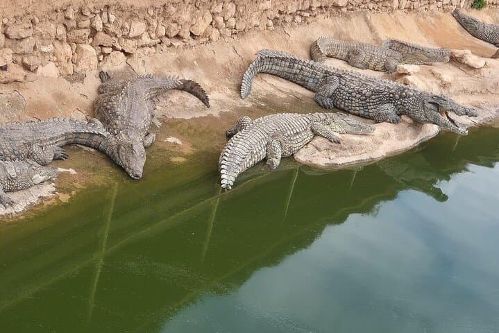 Crocoparc Agadir: Crocodile Park & Botanical Gardens Afternoon Tour photo 3