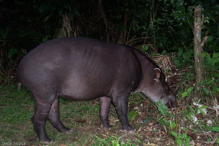 5-Day Manu Wildlife Center Safari: Amazon Wildlife, Clay Licks & Canopy Tower photo 2